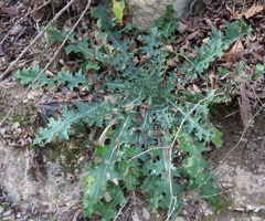 Cirsium texanum