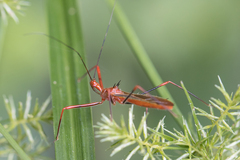 Ricolla quadrispinosa