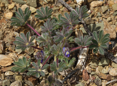 Lupinus brevicaulis
