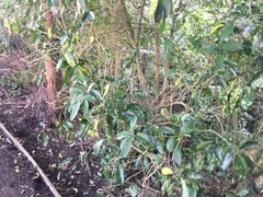 Melicytus ramiflorus ramiflorus