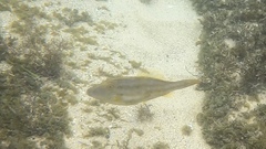 Meuschenia trachylepis