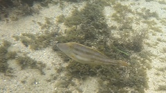 Meuschenia trachylepis