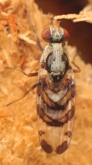 Myennis octopunctata