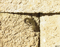 Tarentola mauritanica mauritanica