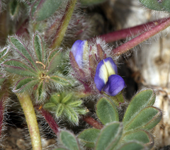 Lupinus brevicaulis