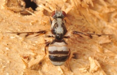 Myennis octopunctata