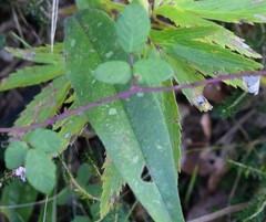 Pulmonaria officinalis