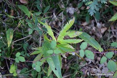 Pulmonaria officinalis