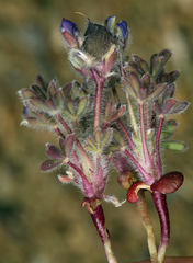 Lupinus brevicaulis