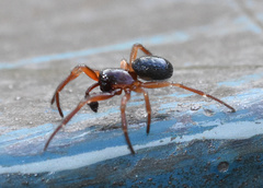 Robertus lividus