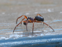 Robertus lividus