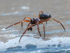 Robertus lividus
