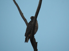 Buteo jamaicensis