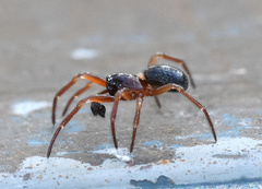 Robertus lividus