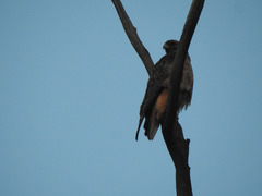 Buteo jamaicensis