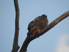 Buteo jamaicensis