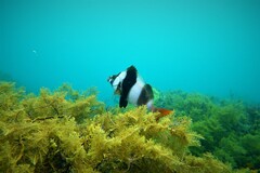 Pseudogoniistius nigripes