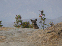 Canis latrans