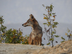 Canis latrans