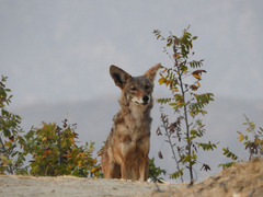 Canis latrans