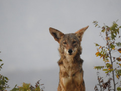 Canis latrans