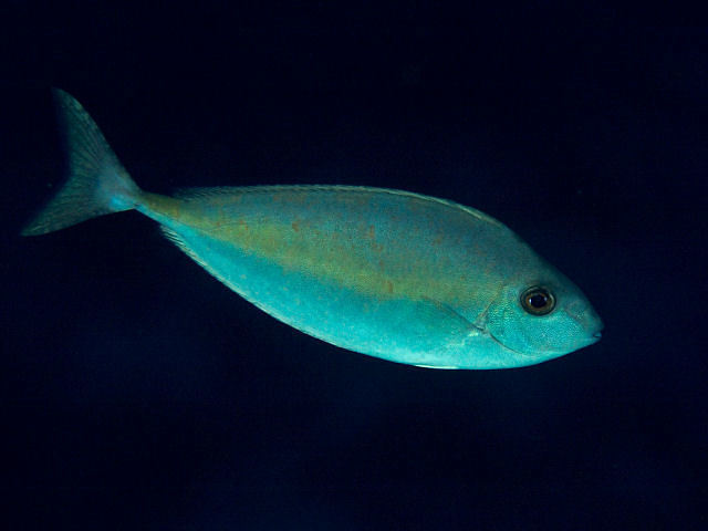 Singlespine Unicornfish