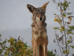 Canis latrans