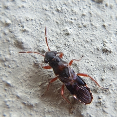 Trinithignus natalensis