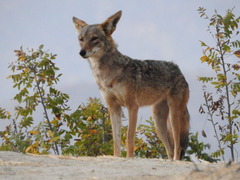 Canis latrans