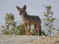 Canis latrans