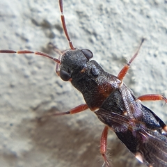 Trinithignus natalensis