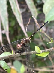 Dythemis
