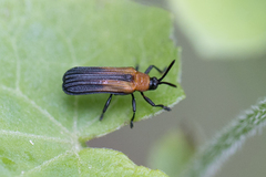 Temnochalepus insolitus