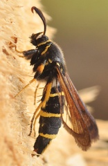 Paranthrene tabaniformis