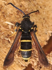 Paranthrene tabaniformis