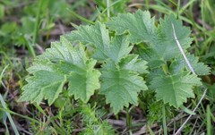 Heracleum sphondylium