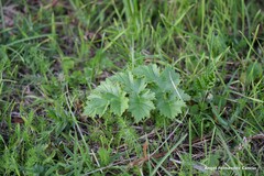 Heracleum sphondylium