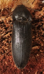 Elateridae