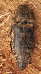 Agrypnus murinus
