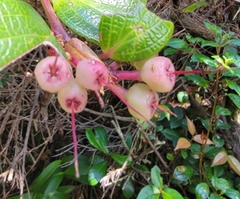 Cavendishia bracteata