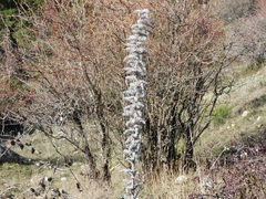 Echium boissieri