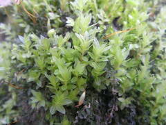 Mnium marginatum