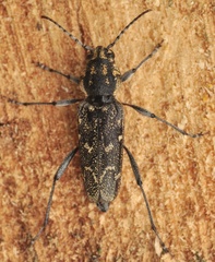 Xylotrechus rusticus