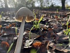 Psathyrella longipes