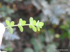 Cruciata glabra