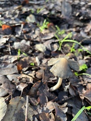 Psathyrella longipes