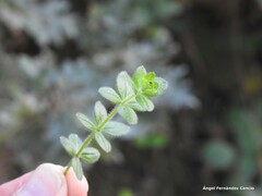 Cruciata glabra