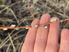 Salix acutifolia