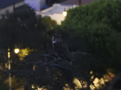 Bubo virginianus
