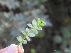 Cruciata glabra